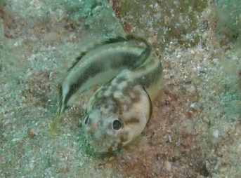 ２００９／８／１５撮影　カエルアマダイ