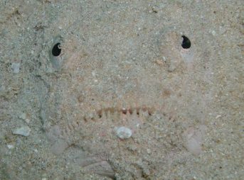 ２００９／８／３０撮影　メガネウオ