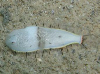 ２００９／１１／２撮影　ガラスウシノシタ