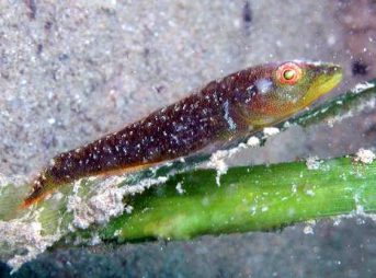 ２００９／／撮影　ウミショウブハゼ属の１種－２