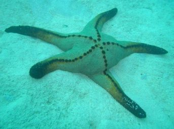 ２０１１／８／３０撮影　　Poraster superbus (Mobius, 1859)