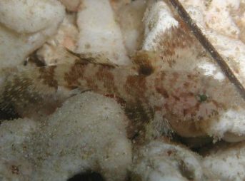 ２０１１／１１／５撮影　オキナワハゼの仲間、未記載種