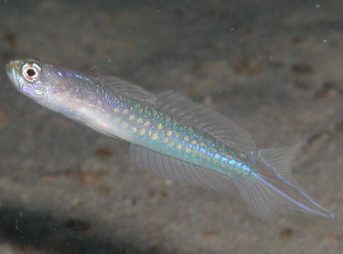 ２０１１／６／８撮影 アオスジヤツシハゼ