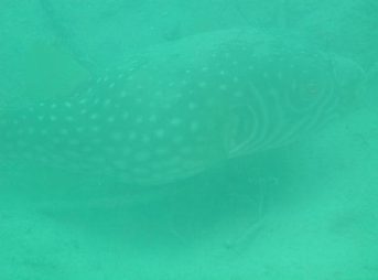 ２０１１／７／１４撮影　ワモンフグ