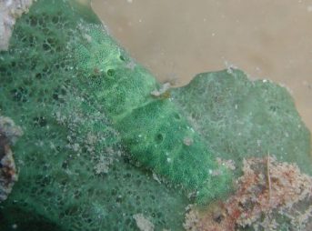 ２０１１／１／２撮影　パロンシュリンプ　緑色バージョン