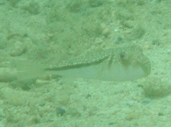 ２０１１／８／１５撮影　ナミダフグ