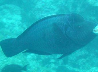 ２０１１／３／２１撮影　コブブダイ