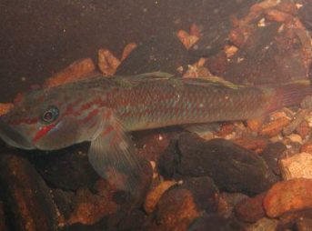 ２０１１／９／１１撮影　キバラヨシノボリ