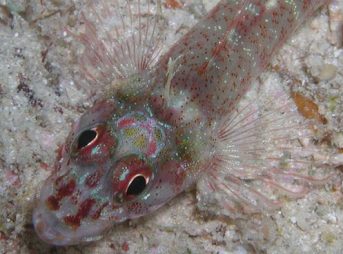 カスリヘビギンポ、ヤドカリ刺青つき