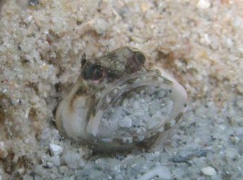 ２０１１／１０／１０撮影　カエルアマダイの巣作り