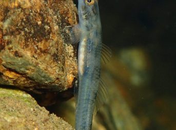 アカボウスハゼその１