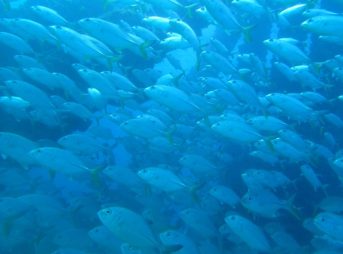 密度の濃い群れですねー