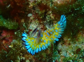 ボブサンウミウシ