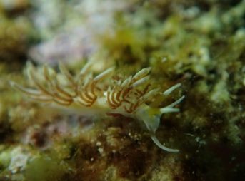 ミノウミウシｓｐ