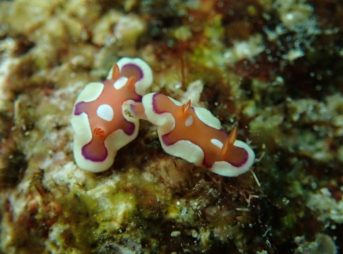 キベリアカイロウミウシ