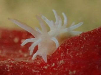 シロイバラウミウシ