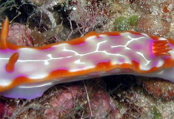 ２００８年５月４日撮影　Hypselodoris iacula