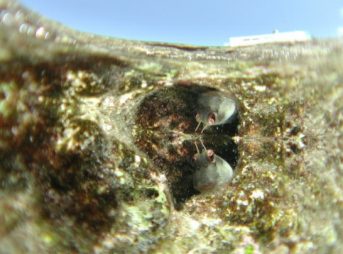 ホホグロギンポ