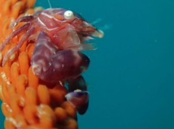 ムチヤギカクレカニダマシ