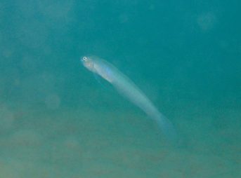 セイルフィンリボンゴビー