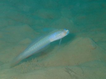 セイルフィン・リボンゴビー