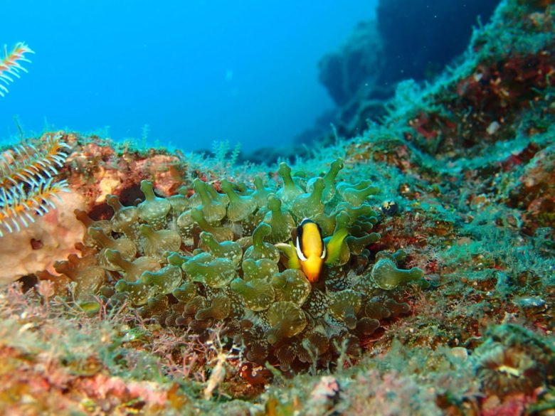 クマノミちゃん
