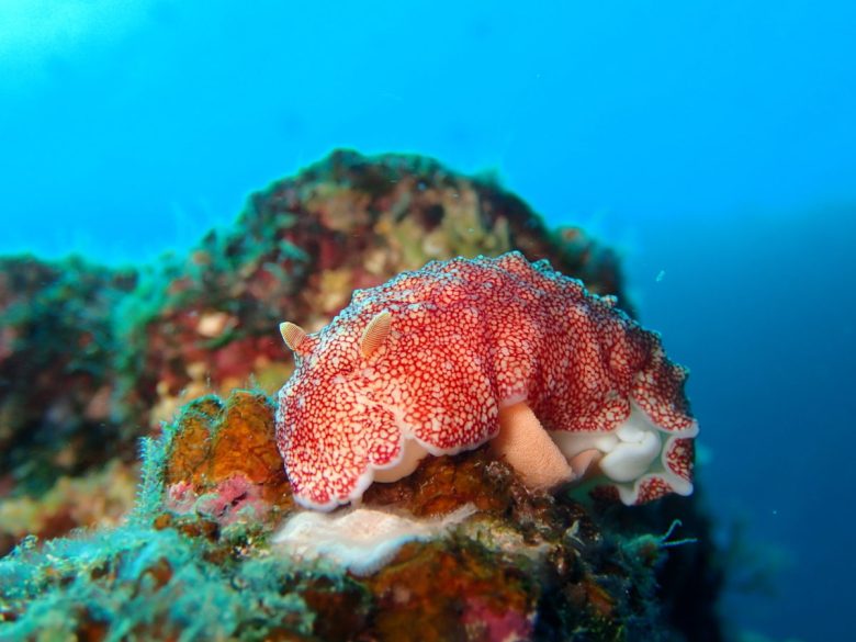 チリメンウミウシ産卵中