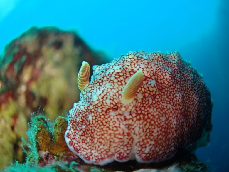 チリメンウミウシ、マクロモードフィッシュアイフィルターＯＮにて撮影