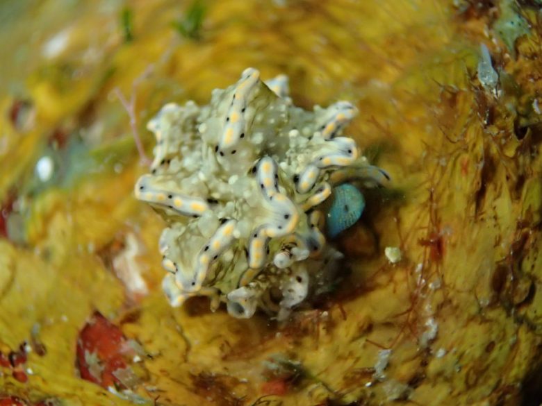 テンセンウロコウミウシ