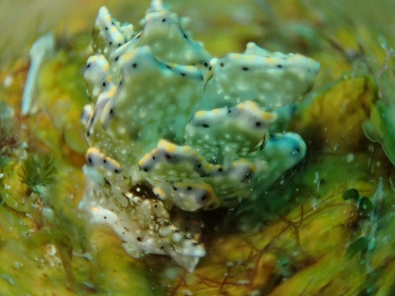 テンセンウロコウミウシ、正面顔、目が見えますか～？