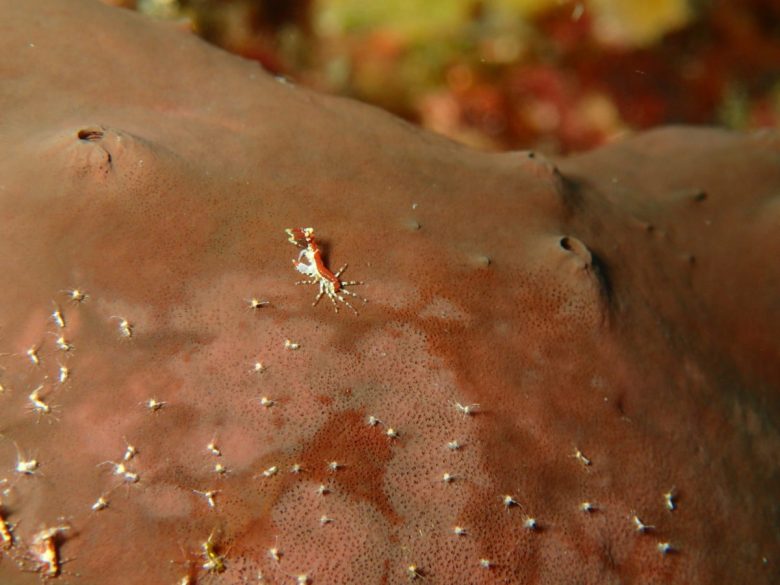 な、なんだ！！　これは！！　正体不明・・・えび？　かに？