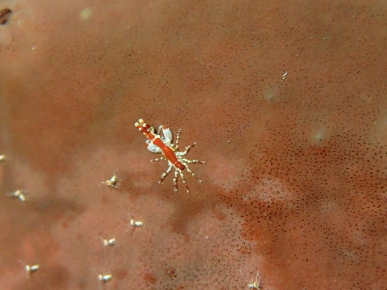 真上から撮影してみた