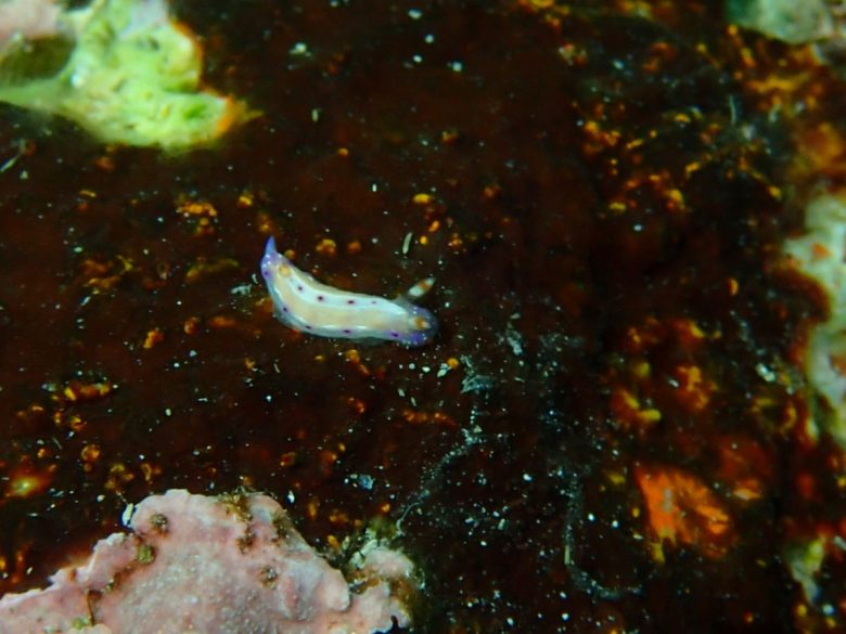 ヒュプセロドーリス・バーチイ