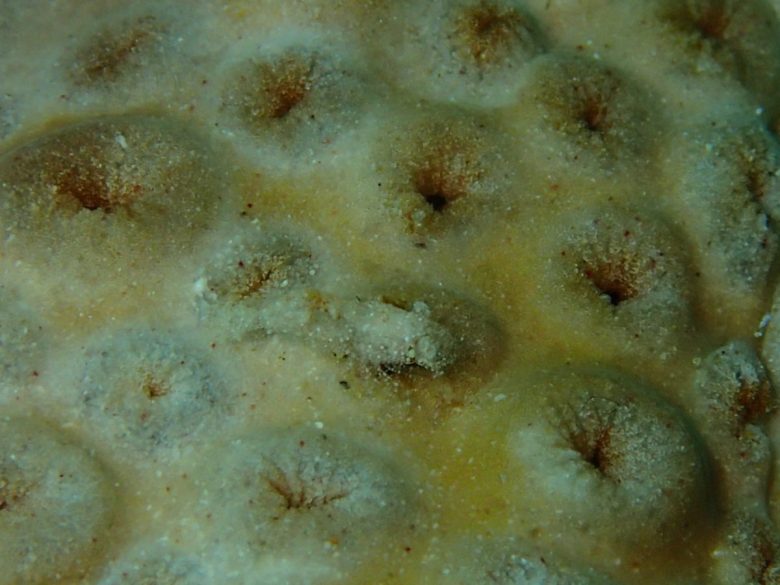 カクレモエビｓｐ