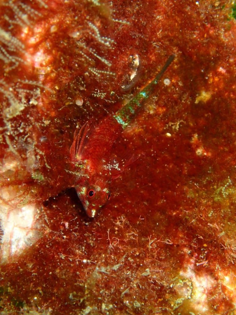 ソメワケヘビギンポ