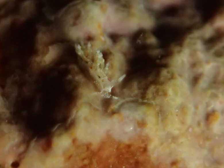 ホリミノウミウシｓｐ