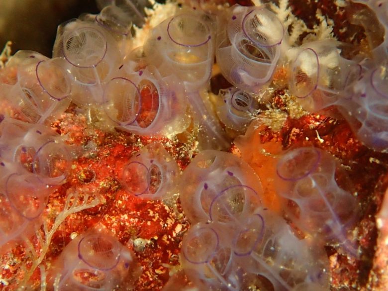 カールおじさんホヤ大量発見！！