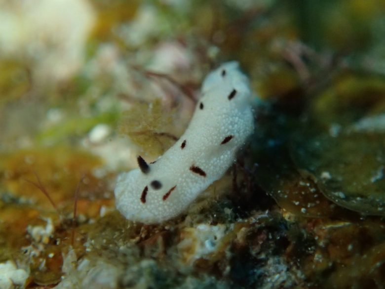 マイチョコウミウシ