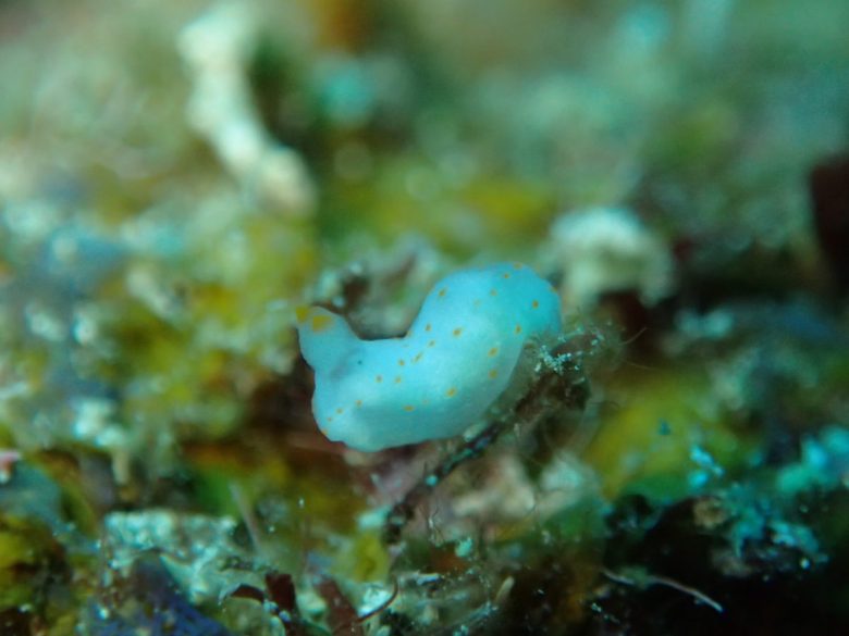 アカボシウミウシ