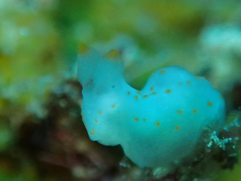 アカボシウミウシ