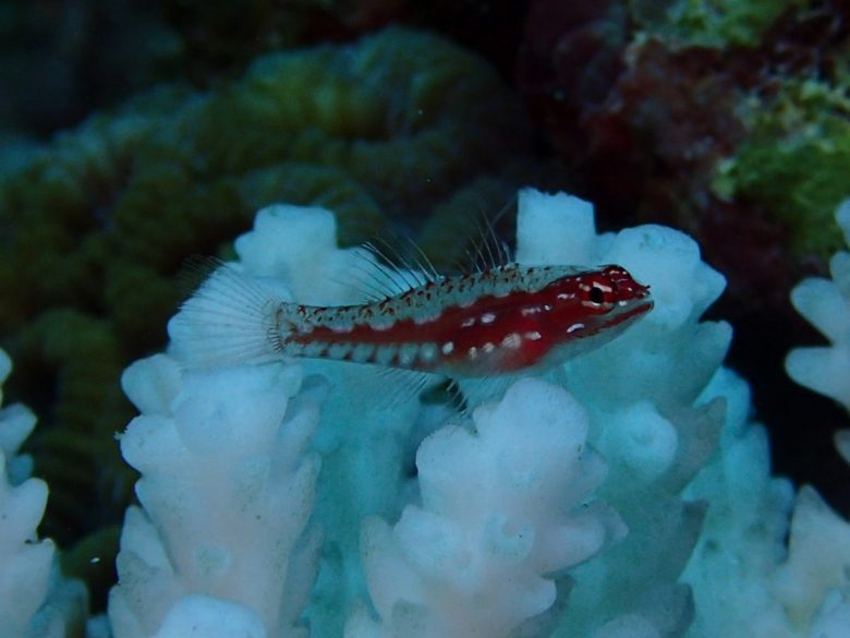 ハナグロイソハゼのメスかな