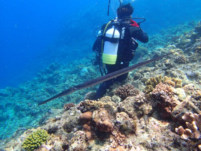 特大アオヤガラ