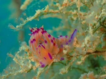 セスジミノウミウシ、ストロボＯＮ