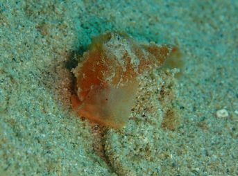 キシュウベッコウタマガイ