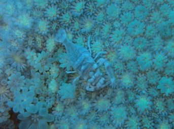 ヤクシマカクレエビ