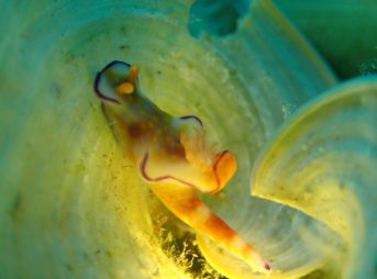 ニシキウミウシ