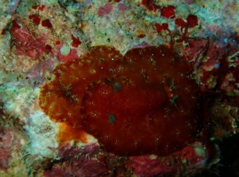 プラティドーリス・サングイネア