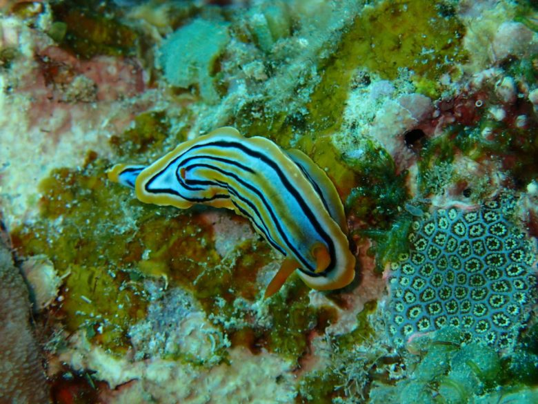 コールマンウミウシ