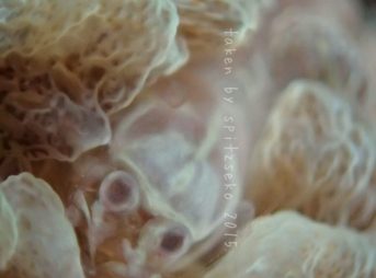 ワライヤドリエビ