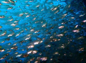 スカシテンジクダイ＋キンメモドキ　フラッシュあり